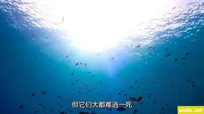弥留之国爱丽丝剧照1