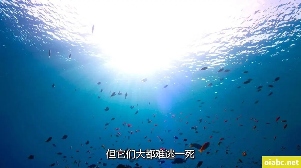 支配的教坛剧照2